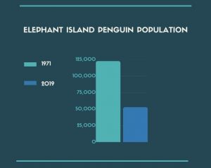 Facts about penguins
