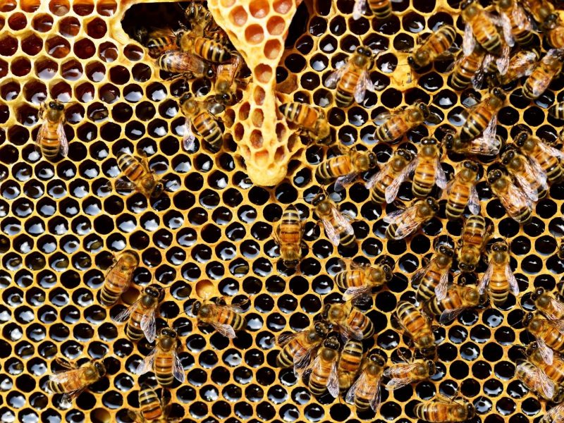 Las abejas, el presente y futuro del mundo