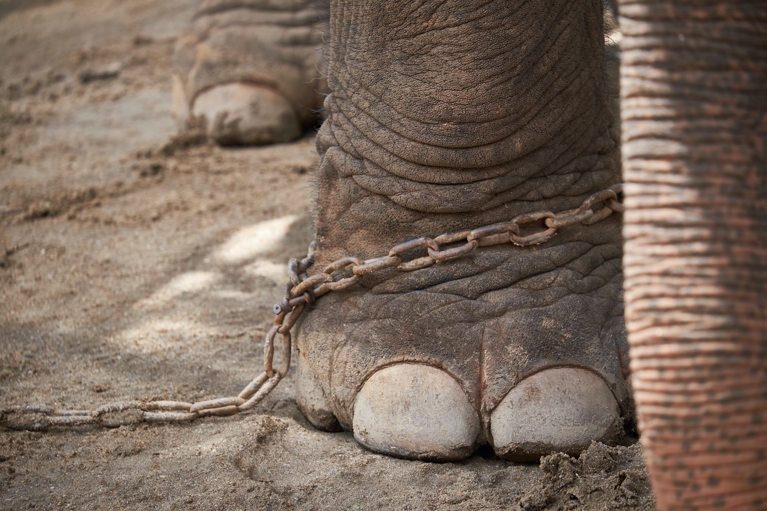 Elefante atado por una cadena