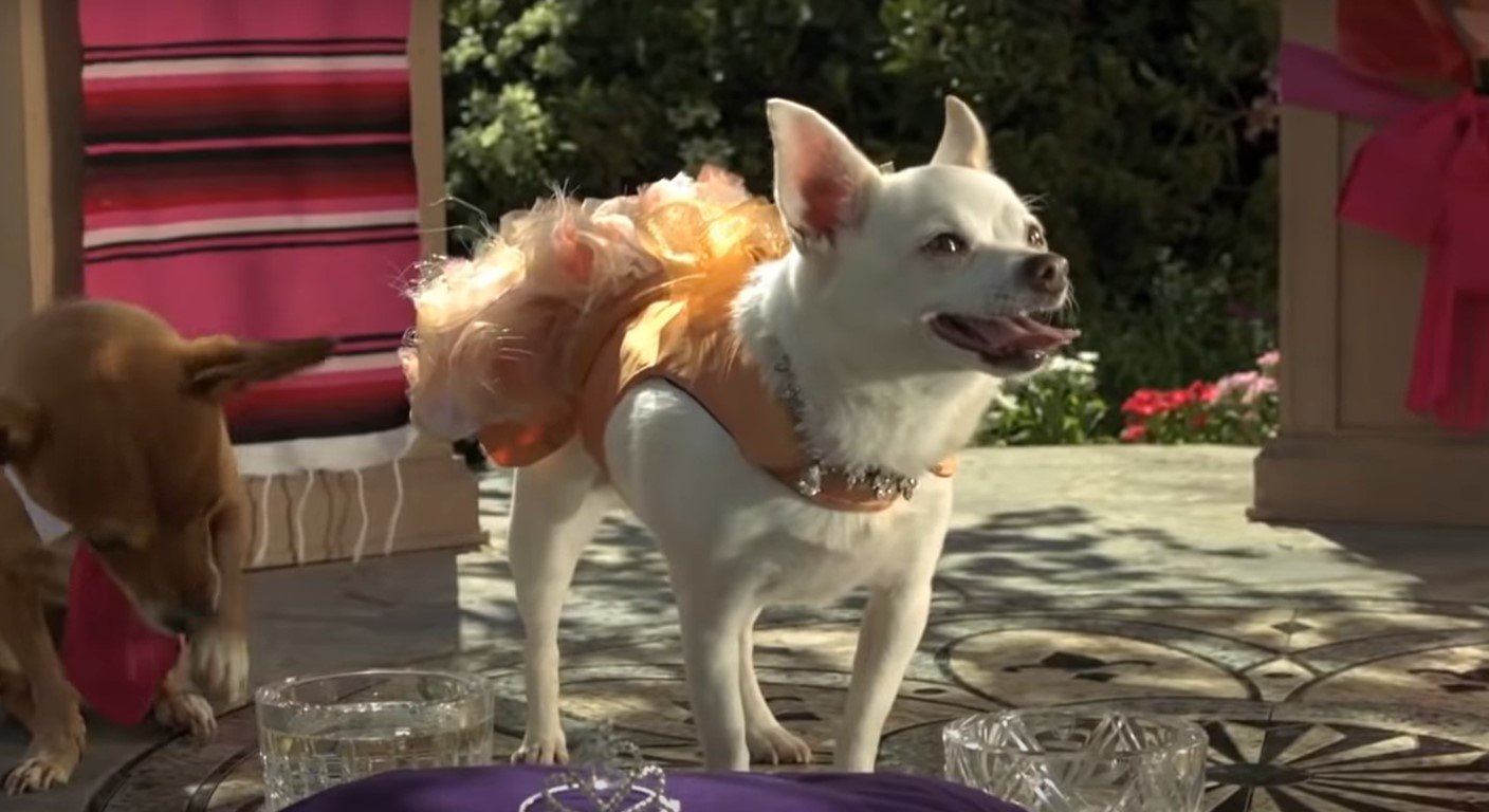 Captura de la película 'Un Chihuahua en Beverly Hills donde la perrita lleva un vestido Linda Higgins (diseñadora considerada como una de las marcas de lujo)/ Disney + 