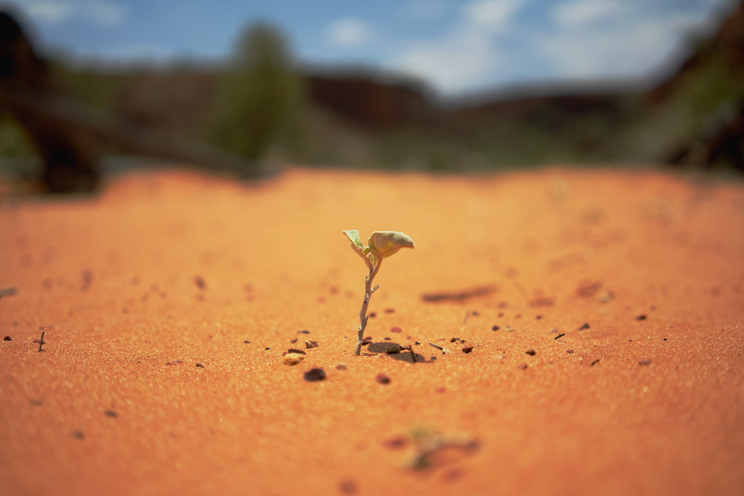 Plant in desert
